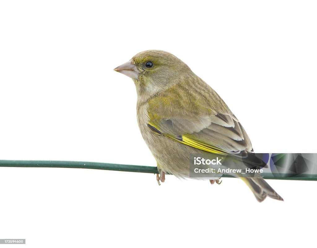 Greenfinch (Carduelis chloris) - Lizenzfrei Vogel Stock-Foto