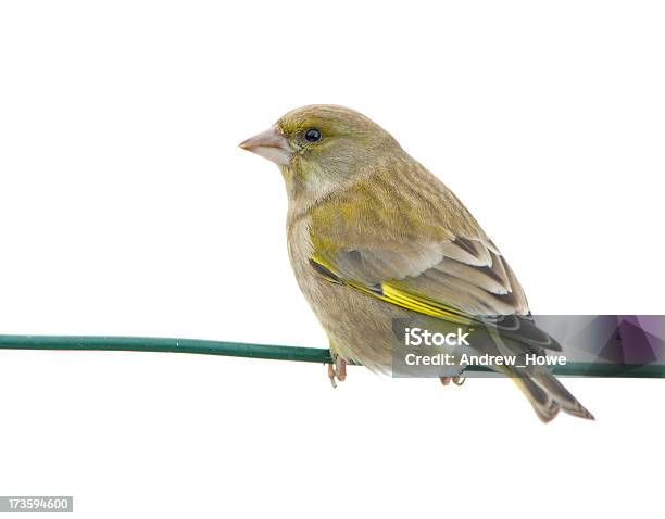 Greenfinch Stockfoto und mehr Bilder von Vogel - Vogel, Kabel, Telefonleitung