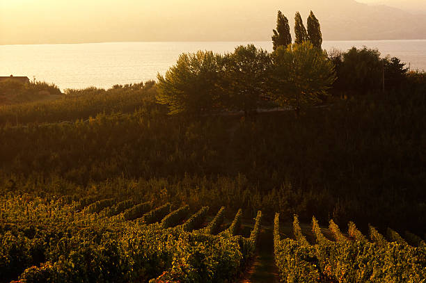 istock sunset vineyard naramata okanagan valley 173594770