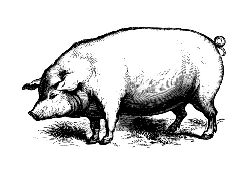 Antique engraving of a pig. Published in Systematischer Bilder-Atlas zum Conversations-Lexikon, Ikonographische Encyklopaedie der Wissenschaften und Kuenste (Brockhaus, Leipzig) in 1844. Photo by N.Staykov (2008)