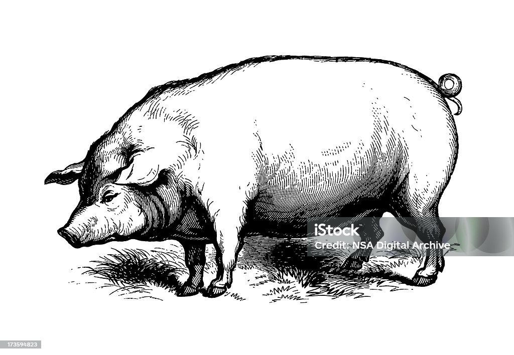 Pig (Isolated on White) Antique engraving of a pig. Published in Systematischer Bilder-Atlas zum Conversations-Lexikon, Ikonographische Encyklopaedie der Wissenschaften und Kuenste (Brockhaus, Leipzig) in 1844. Photo by N.Staykov (2008) Pig stock illustration