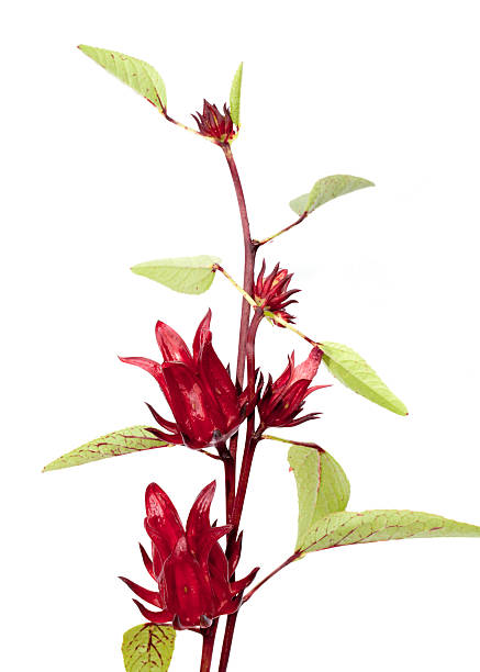 Roselle isolated stock photo