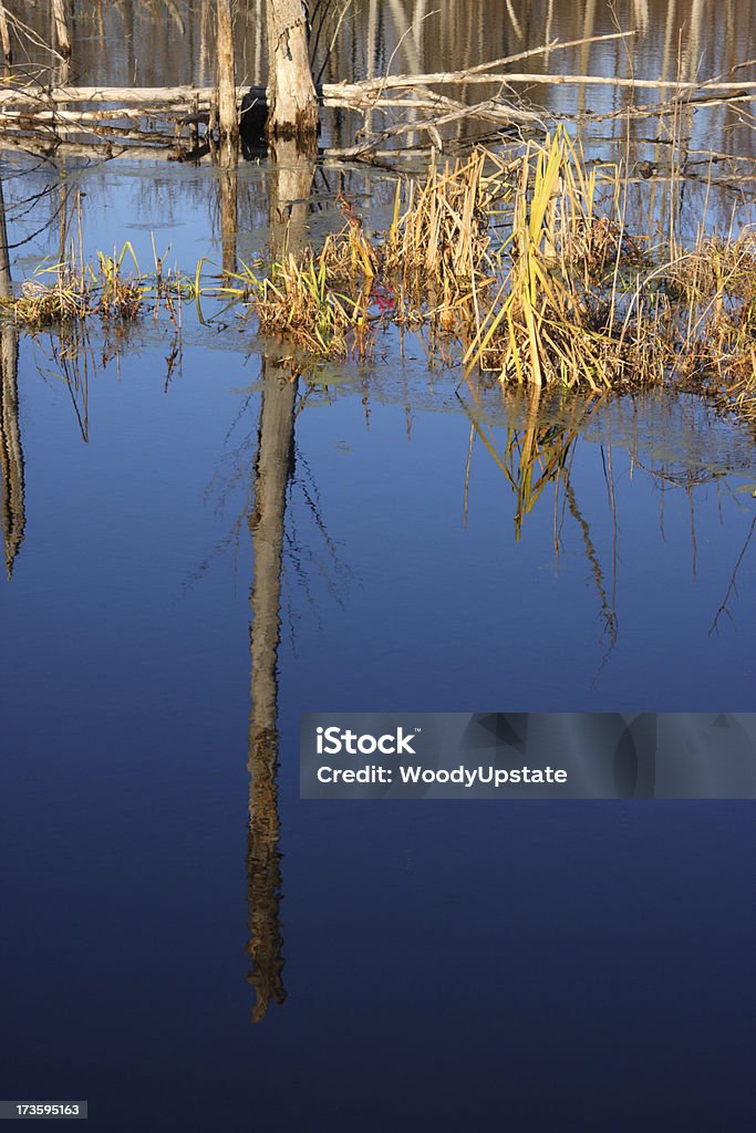 Reflexo da tarde - Foto de stock de Alga royalty-free