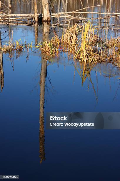 Foto de Reflexo Da Tarde e mais fotos de stock de Alga - Alga, Arbusto, Azul