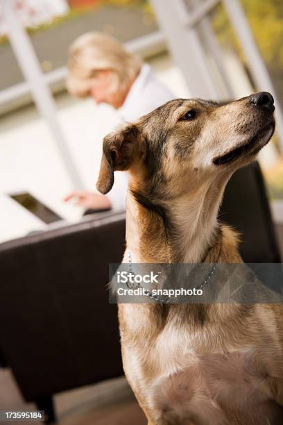 Cão Na Parte Da Frente - Fotografias de stock e mais imagens de Adulto - Adulto, Adulto maduro, Animal