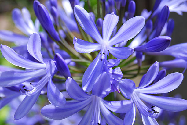 African lily or blue Agapanthus stock photo