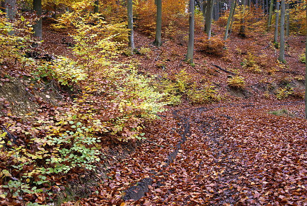 autum paesaggi - herbstwald foto e immagini stock