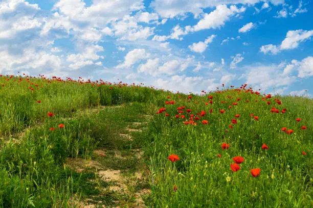 Beautiful summer landscape in Poland. Blooming poppies and cornflowers against clear blue sky