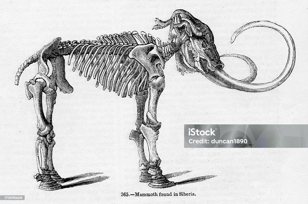 Mammoth - Lizenzfrei Ausgestorbene Tierart Stock-Illustration