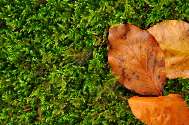 istock Autumn Leaves on Soft Green Moss 173595793