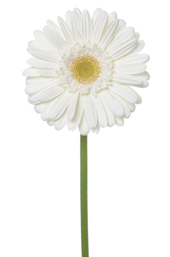 White Gerbera Daisy on a white background.PLEASE CLICK ON THE IMAGE BELOW TO SEE MY BEAUTIFUL FLOWERS LIGHTBOX: