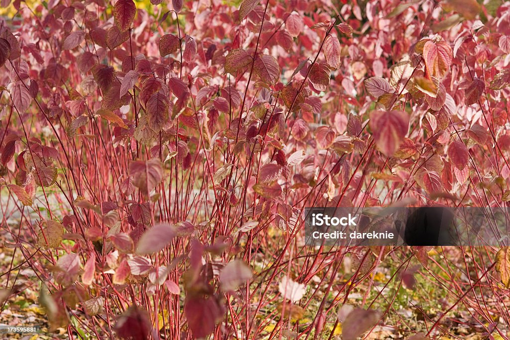 Осенний фон с цветочным рисунком - Стоковые фото Без людей роялти-фри