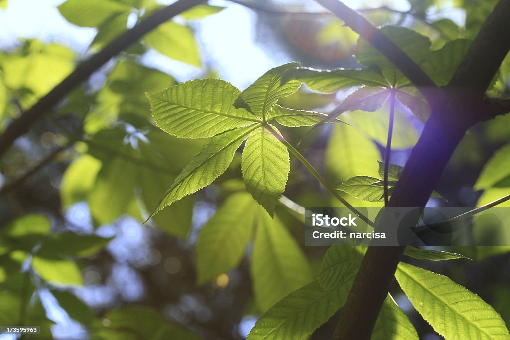 Den Frühling - Lizenzfrei Ast - Pflanzenbestandteil Stock-Foto