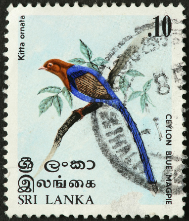 Ceylon Blue Magpie