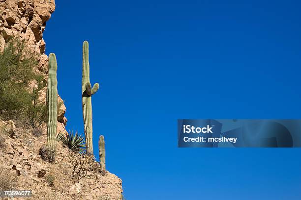 Cato No Parapeito - Fotografias de stock e mais imagens de Ao Ar Livre - Ao Ar Livre, Arizona, Arranjo