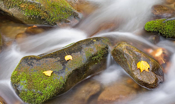 Song of the Stream series (XXL) Blurred motion and low angle capture the awe of a Smoky Mountain stream coming right at you in 6000 pixel wide panorama. tremont stock pictures, royalty-free photos & images