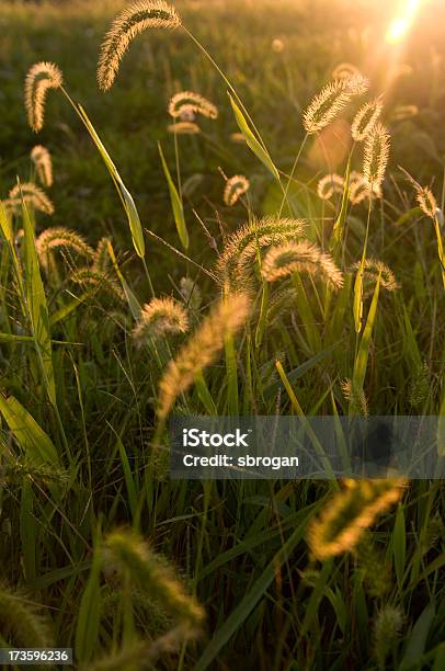 End Of Summer Wheat Harvest Stock Photo - Download Image Now - Agricultural Field, Agriculture, Autumn