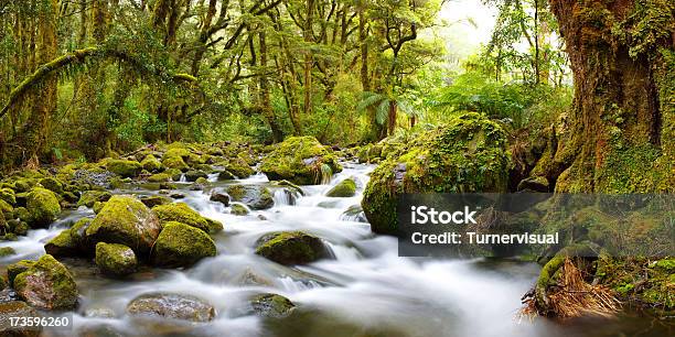 온대강우림 파노라마 57 메가픽셀 뉴질랜드에 대한 스톡 사진 및 기타 이미지 - 뉴질랜드, 강, 숲