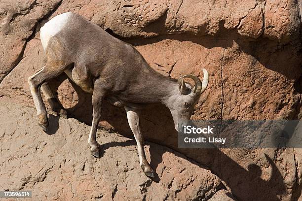 Desierto Carnero De Las Rocosas En Dirección Hacia Abajo Foto de stock y más banco de imágenes de Animal