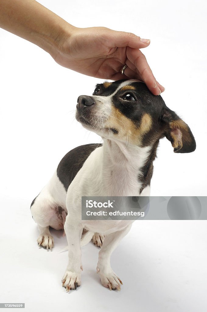 Perro de asistencia - Foto de stock de Acariciar a un animal libre de derechos