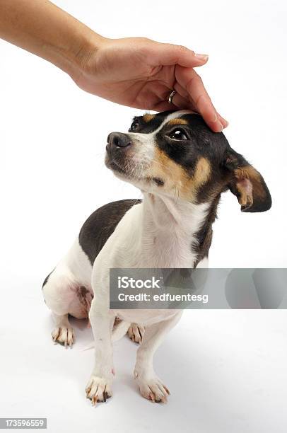 Perro De Asistencia Foto de stock y más banco de imágenes de Acariciar a un animal - Acariciar a un animal, Amor - Sentimiento, Animal