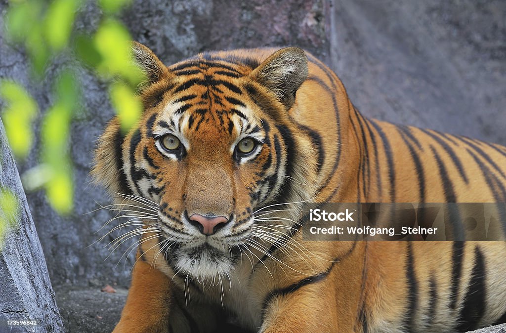 Starren Erwachsene männliche tiger - Lizenzfrei Bedrohte Tierart Stock-Foto