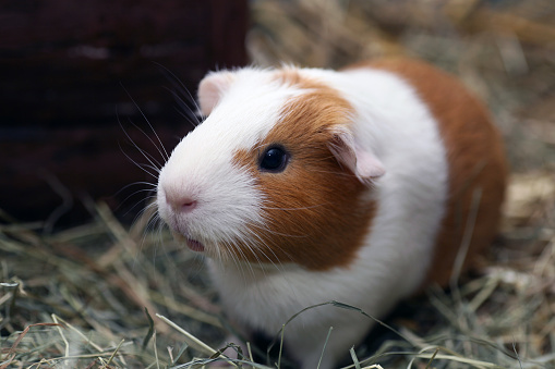 Brown and white guinea pig