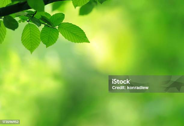 Green Leaf Stock Photo - Download Image Now - Close-up, Abstract, Backgrounds
