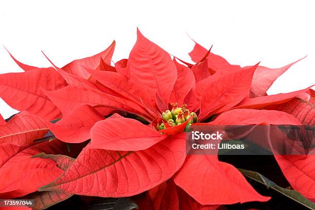Stella Di Natale - Fotografie stock e altre immagini di Composizione orizzontale - Composizione orizzontale, Evento festivo, Fiore