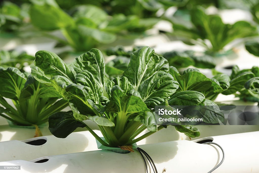 Legumes sobre hidropônica - Foto de stock de Agricultura royalty-free