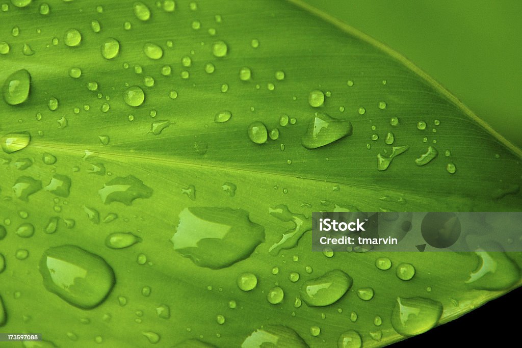 Green leaf y lluvia de agua - Foto de stock de Agua libre de derechos