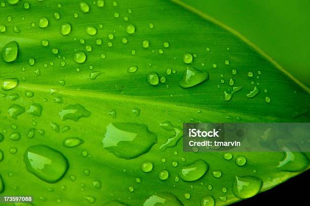Zielony Liść I Deszcz Woda - zdjęcia stockowe i więcej obrazów Bez ludzi - Bez ludzi, Bliskie zbliżenie, Deszcz
