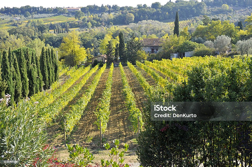 ワインヤード - イタリアのロイヤリティフリーストックフォト