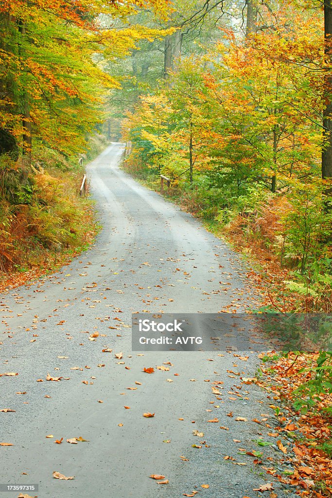 Forest Road in Autumn II small road winding through autumn forest Autumn Stock Photo
