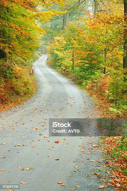 Forest Road In Autumn Ii Stock Photo - Download Image Now - Autumn, Autumn Leaf Color, Branch - Plant Part