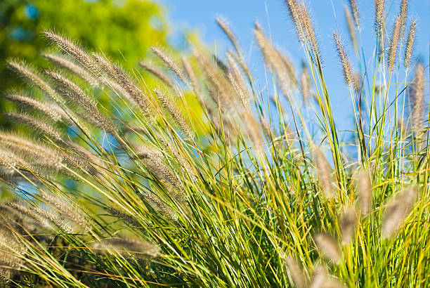 Fountain Grass in Autumn (against blue sky) - IV  pennisetum stock pictures, royalty-free photos & images