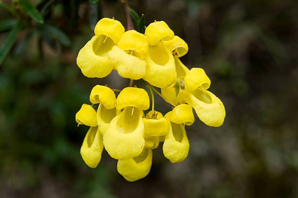 gelber frauenschuh - pantoffelblumengewächse stock-fotos und bilder