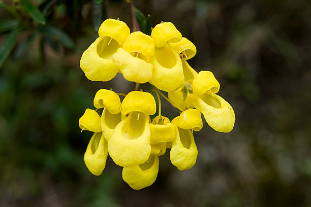 Yellow Lady Slipper Yellow Lady Slipper calceolaria stock pictures, royalty-free photos & images