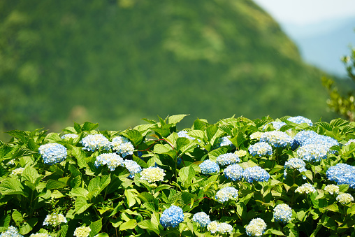 Scenery of hydrangea blooming on the mountaintop