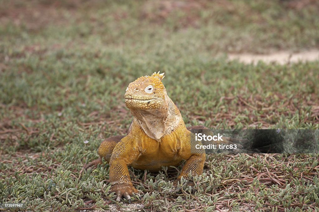 Giallo iguana terrestre in Isole Galapagos - Foto stock royalty-free di Aculeo
