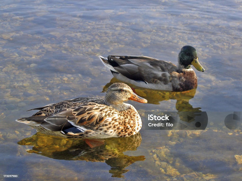 Mallard anatre - Foto stock royalty-free di A mezz'aria