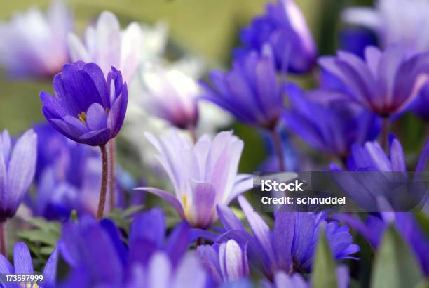 Annemones Foto de stock y más banco de imágenes de Anémona - Familia del Ranúnculo - Anémona - Familia del Ranúnculo, Azul, Botánica