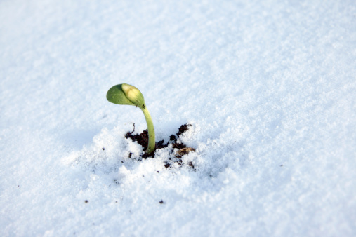 Sprout on a snow