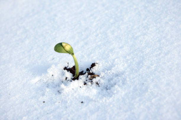 Sprout on a snow stock photo