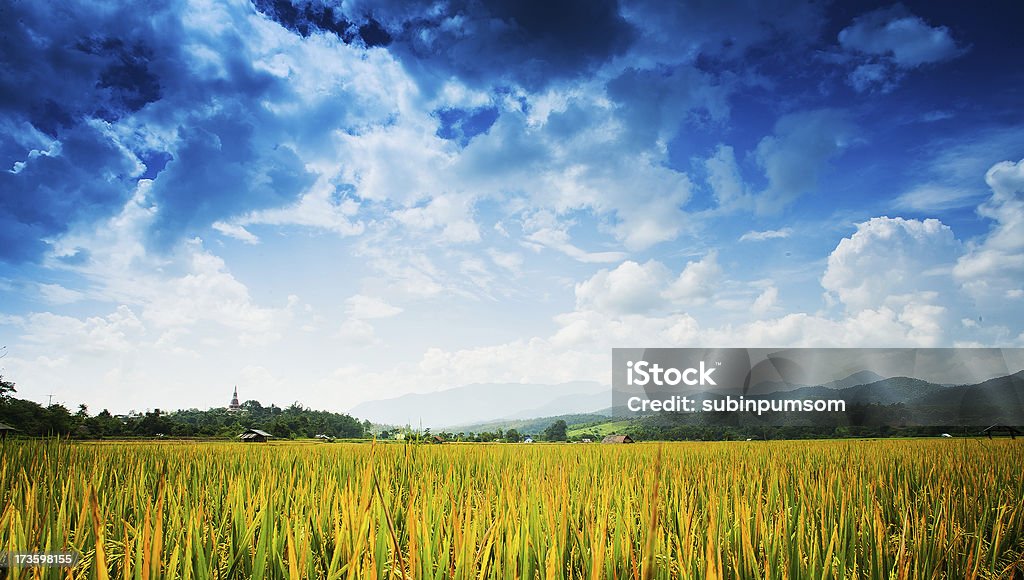 Hermoso arroz campos, Tailandia - Foto de stock de Agricultura libre de derechos