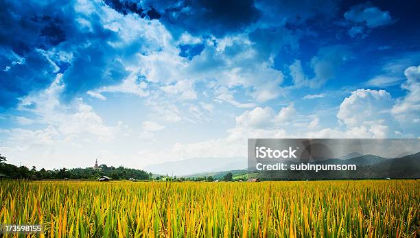 Hermoso Arroz Campos Tailandia Foto de stock y más banco de imágenes de Agricultura - Agricultura, Aire libre, Ajardinado