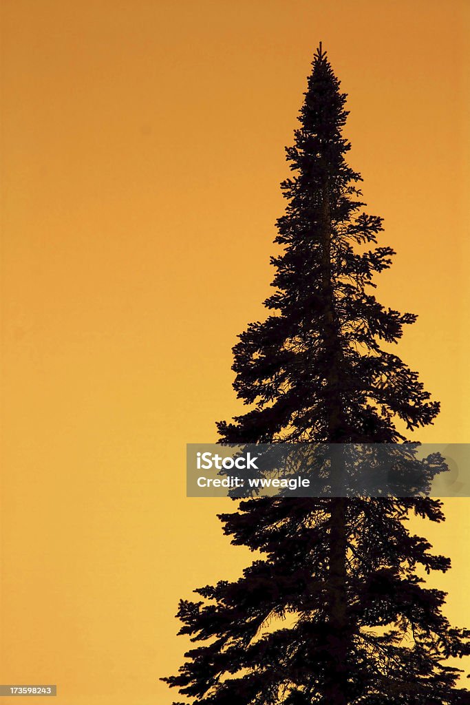 Сумерки дерево - Стоковые фото Блестящий роялти-фри