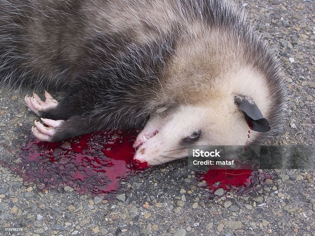 Road kill A dead Opossum on an asphalt street. Animal Stock Photo