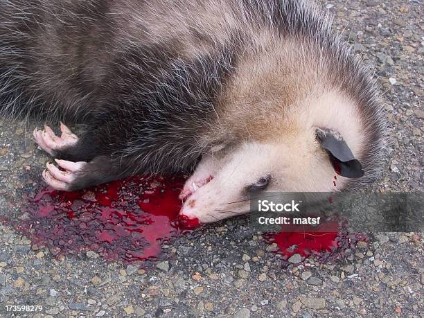 Road Kill Stock Photo - Download Image Now - Animal, Animal Blood, Animal Hair