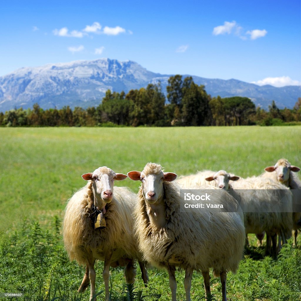 Sheep of Sardinia "About seven milloin sheep roam the pastures of Sardinia, Italy. Here's four (or if you look really closely, five) of them, intensely staring at the photographer." Sardinia Stock Photo